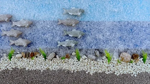 Stop Motion Animation of a School of Fish Swimming in Blue Salt Ocean Video stock 325883701