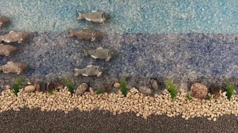 Stop Motion Animation of a School of Fish and Sea Turtle on a Salt Shoreline Video stock 330667817