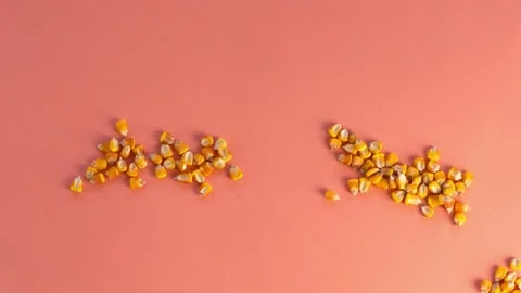 Stop motion animation The symbol  2022 made of golden maize ( corn ) grains. Stock Footage 166774895