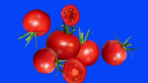 Stop motion animation of tomatoes, blue editable screen with chroma key, remove Stock Footage 107149548