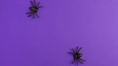Stop motion animation of two tiny black artificial spiders Video stock 163560288