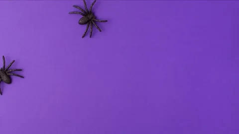 Stop motion animation of two tiny black artificial spiders that crawl Video stock 205850860