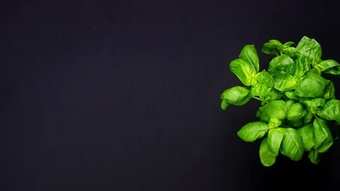 Stop motion animation.Top view of a plant of Basil Stock Footage 125750237