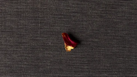 Stop motion background of rose petals on black fabrics Stock Footage 125329224