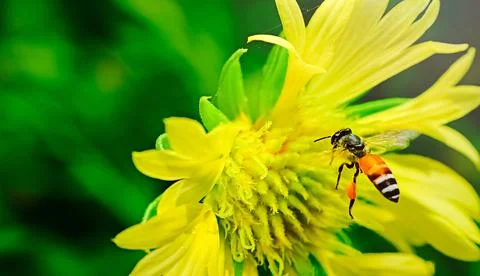 Stop motion bee flight. bugs airspace. yellow flowers 写真素材