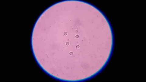 Stop motion cell  in frame. Stock Footage 199786293