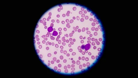 Stop motion cell  in frame. Stock Footage 199786501