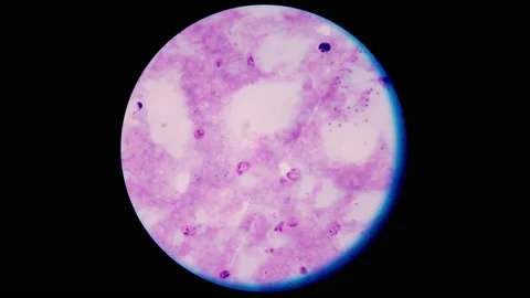 Stop motion cell  in frame. Stock Footage 199786507