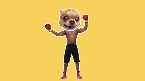 Stop motion design or art 2D animation. African  man with dog head boxing Stock Footage 158235951