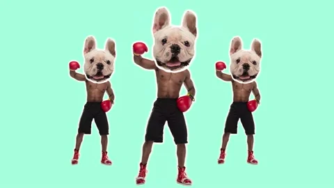 Stop motion design or art 2D animation. African american man with dog head Stock Footage 165389022