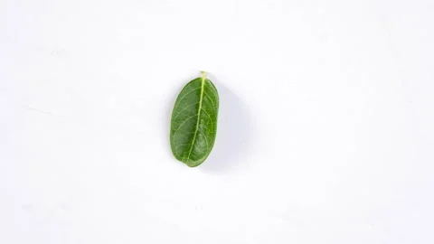 Stop motion of different green leaves of tropical plants on white background. Stock-Footage 247483685