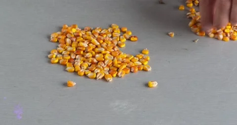 Stop motion The gardener is sorting through the seeds of corn (maize) Stock Footage 166042367