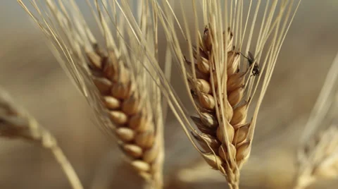 Stop motion - grain field Vidéo 39733405