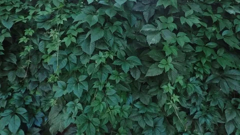 Stop motion of grape leaves Stock Footage 113319575