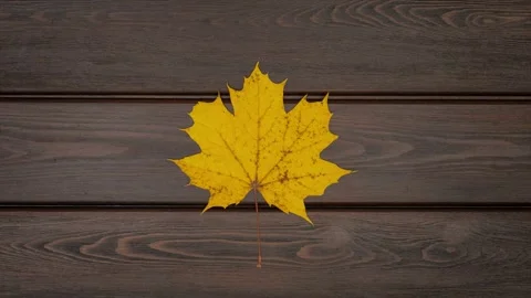 Stop motion looping animation with autumn leaves of various colors and trees Stock Footage 289719809