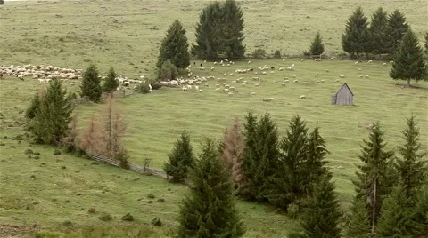 Stop motion mountain landscape with grazing sheep Stock Footage 46005020