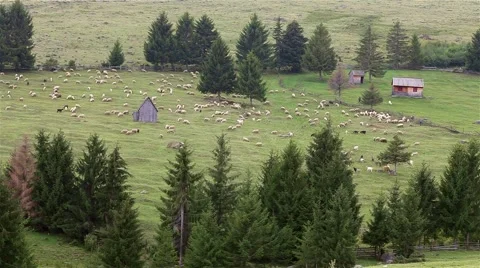 Stop motion mountain landscape with grazing sheep Video stock 46005437