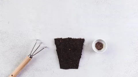 Stop motion process of growing plant. Woman hand. Spring Garden Works Concept Video stock 172006050
