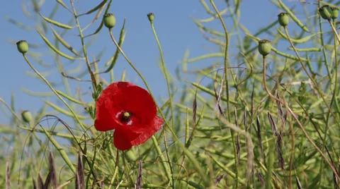 Stop motion - red poppy Видео 39602954