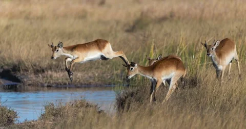 Stop motion. Small group of Red Lechwe jumping over a stream in the Okavango Stock Footage 340131716