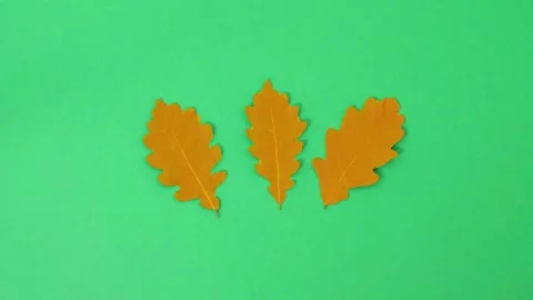 Stop motion. Three green leaves move and change color to yellow and red Stock Footage 142659230