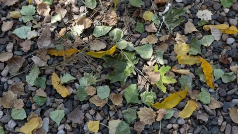 Stop motion time lapse of Autumn leaves building up on the ground Stock Footage 252770238