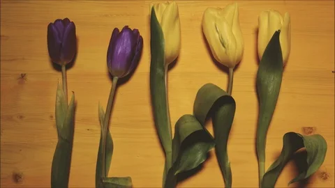 Stop motion tulips on a yellow background animation Stock Footage 73290655