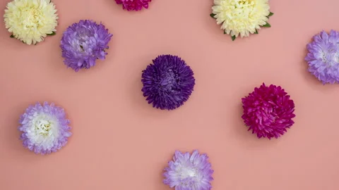 Stop motion video animation Mixed color flowers and petals leaves pattern on Stock Footage 310604269
