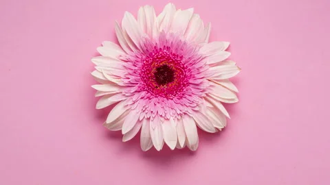 Stop motion video of spinning pink gerbera flower on a pink background. Stock Footage 300349675