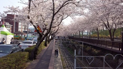 Stop-motion video of walking along the Yeojwacheon Stream in cherry blossom time Stock Footage 124330382