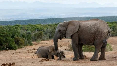 Stop Ruffing it yes mom - African Bush Elephant Stock Photos