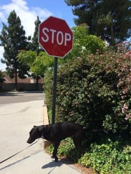 Stop sign on corner Stock Photos