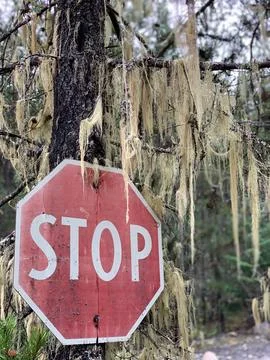 Stop Sign in the Forest Stock Photos