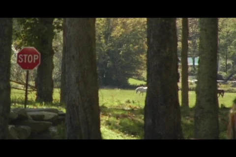 Stop sign horses  Video stock 332653