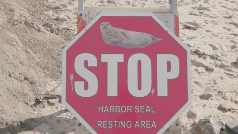 Stop Sign for Protected Harbor Seal Habitat at Moss Beach, California Stock Footage 167740945
