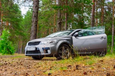 Stop in wild pine forest while traveling by car Foto stock