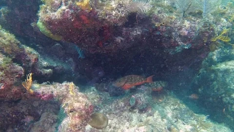 Stoplight parrot fish initial phase swimming around a coral reef Stock Footage 266802646