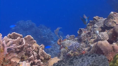 Stoplight Parrotfish, caribbean reef 库存影片 8795807