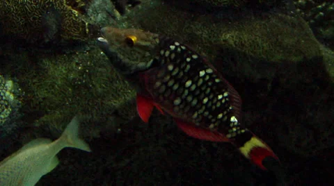 Stoplight Parrotfish Video stock 37680336