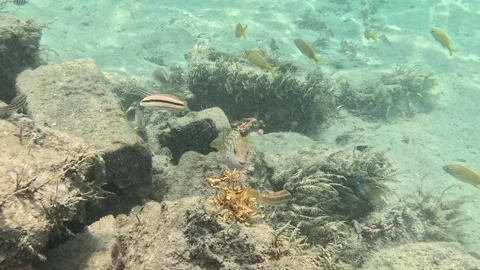 Stoplight Parrotfish Initial Phase Feeding on Sargassum in Ocean Current 스톡 동영상 344957496