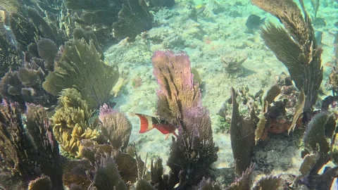 Stoplight Parrotfish Initial Phase Swimming Among Fan Coral 스톡 동영상 344916283