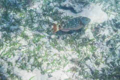 Stoplight parrotfish initial 스톡 사진