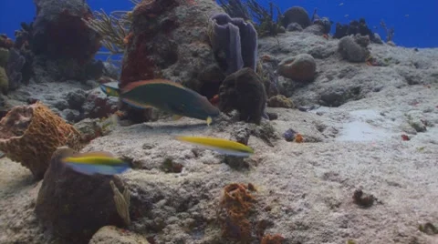 Stoplight Parrotfish--male 库存影片 8796199