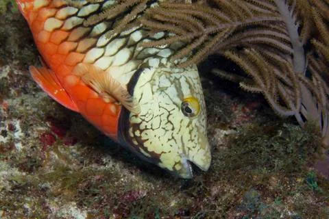 Stoplight parrotfish nibbles algae from the substrate of a reef in the Florida Stock Photos