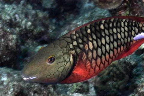 Stoplight parrotfish Stock-Fotos