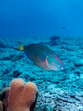Stoplight Parrotfish Stock Photos