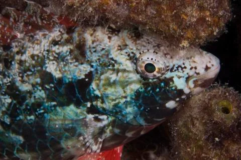 Stoplight parrotfish sleeping at night. Stock Photos
