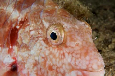 Stoplight parrotfish sleeping at night. Stock Photos