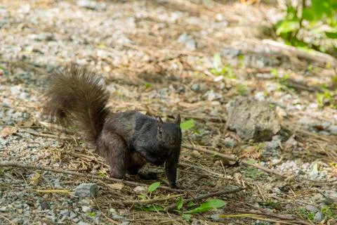 Stopped Squirrel Stock Photos