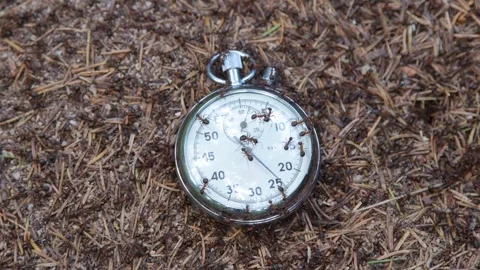 Stopwatch placed on an anthill 库存影片 258846548